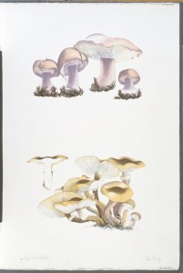 The Mushroom book. Page 2 